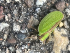 Acanalonia bivittata