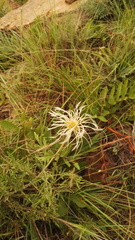 Clematis villosa