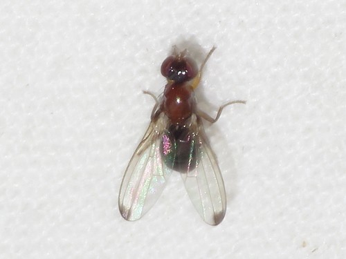 Mycetaulus longipennis