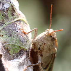Chortophaga viridifasciata