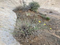 Heterotheca polothrix