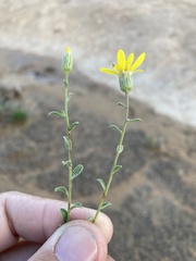 Heterotheca polothrix