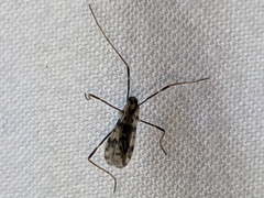 Ilisia graphica