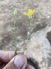 Heterotheca polothrix