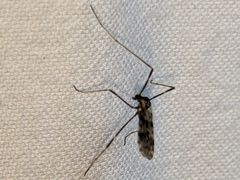 Ilisia graphica