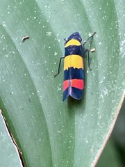 Platygonia praestantior