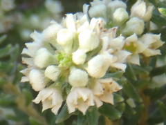 Phylica axillaris maritima