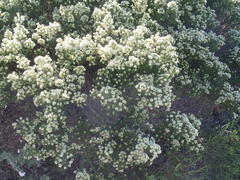 Phylica axillaris maritima