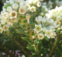 Phylica axillaris maritima