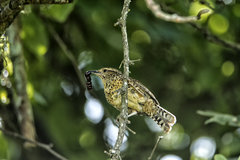 Campylorhynchus gularis