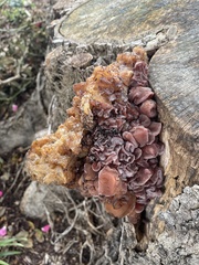 Phaeotremella foliacea