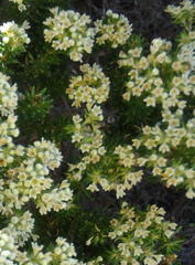 Phylica axillaris maritima