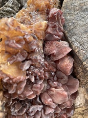 Phaeotremella foliacea