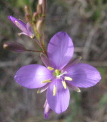 Heliophila subulata