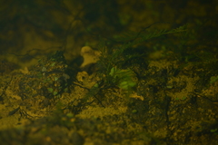 Blechnum francii
