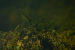 Blechnum francii