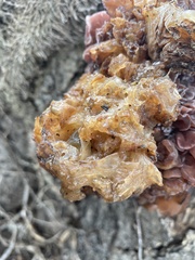 Phaeotremella foliacea