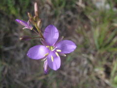 Heliophila subulata