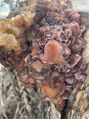 Phaeotremella foliacea