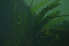Blechnum francii