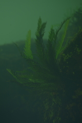 Blechnum francii