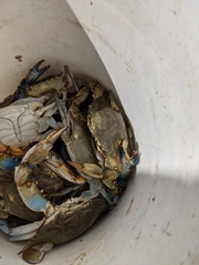 Callinectes sapidus