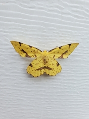 Xanthotype urticaria