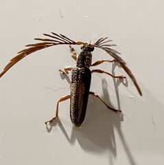 Piesarthrius marginellus