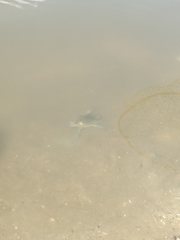Callinectes sapidus