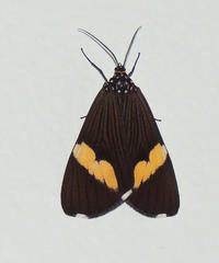 Nyctemera apicalis