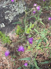 Mirabilis melanotricha