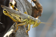 Melanoplus differentialis