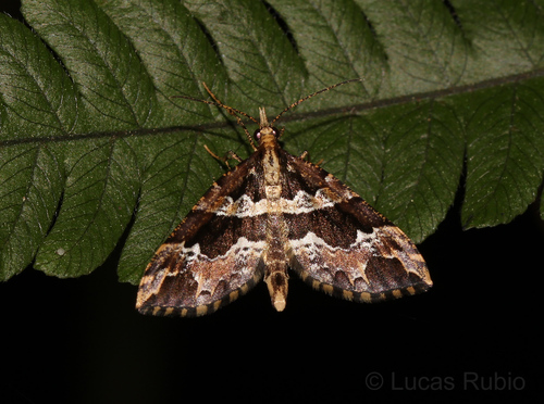 Psaliodes prionogramma