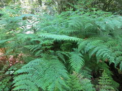 Hypolepis sparsisora