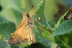 Atalopedes campestris