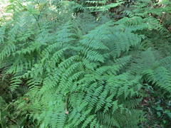 Hypolepis sparsisora