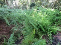 Hypolepis sparsisora