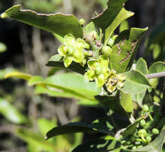Salacia gerrardii