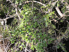 Salacia gerrardii