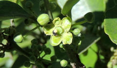 Salacia gerrardii