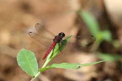 Lyriothemis cleis