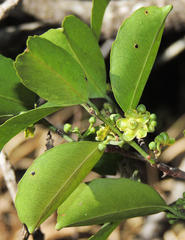 Salacia gerrardii