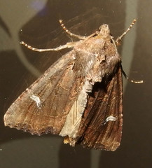 Helotropha reniformis