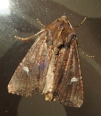 Helotropha reniformis