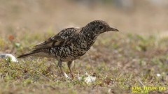 White's Thrush photo 5