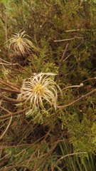 Clematis villosa