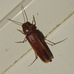 Serropalpus