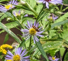 Epistrophe grossulariae