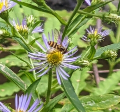 Epistrophe grossulariae