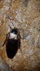 Blaberus craniifer
